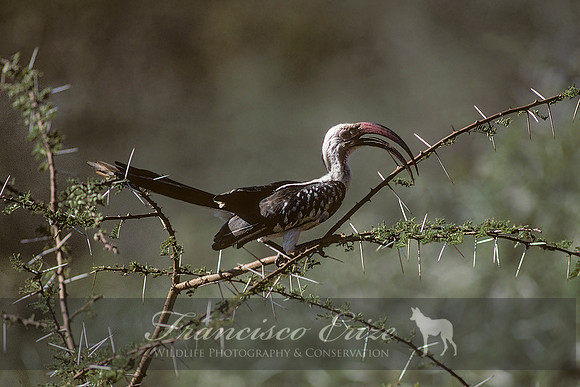 B60B Tockus erythrorhynchus – N. RED-BILLED HORNBILL
