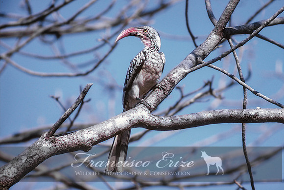 B60B Tockus rufirostris - S. RED-BILLED HORNBILL