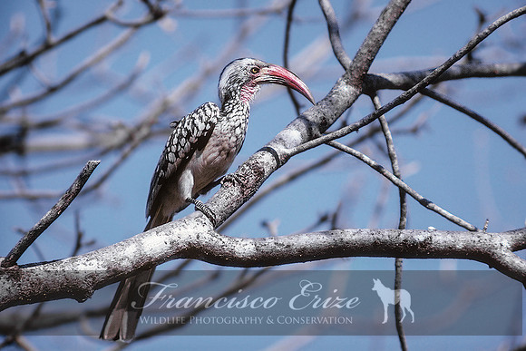 B60B Tockus rufirostris – S. RED-BILLED HORNBILL