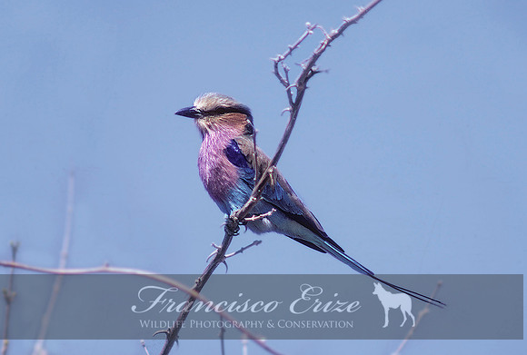 B56B Coracias caudatus - LILAC-BREASTED ROLLER -