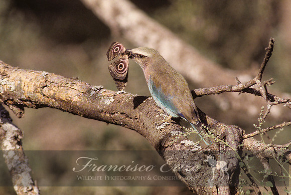 B56B Coracias caudatus – LILAC-BREASTED ROLLER