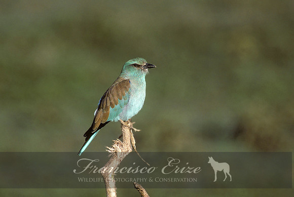 B56B Coracias garrulus – EURASIAN ROLLER
