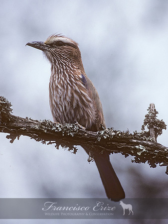 B56B Coracias naevius - PURPLE ROLLER