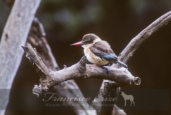 B55 Halcyon albiventrs - BROWN HOODED KINGFISHER