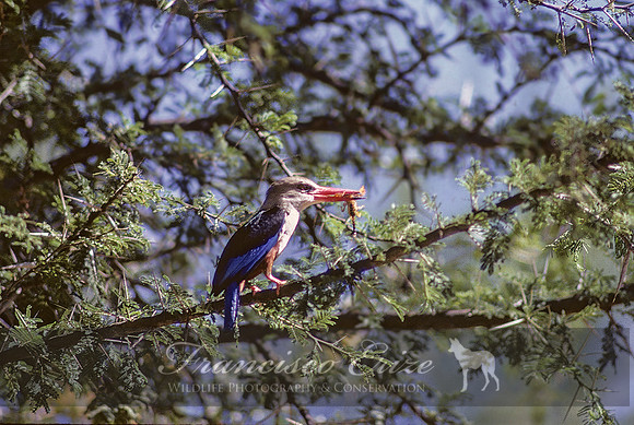 B55 Halcyon leucocephala - GREY-HEADED KINGFISHER