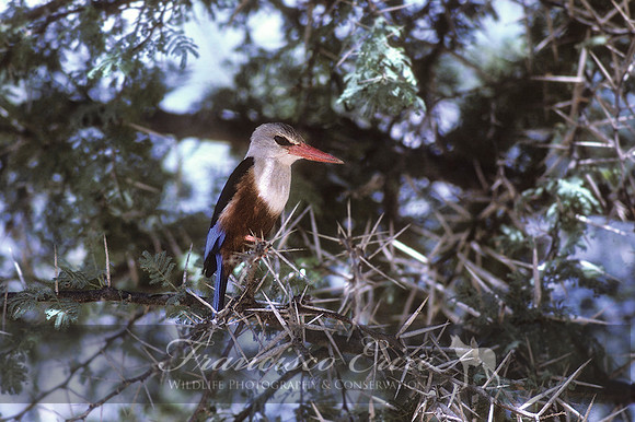 B55 Halcyon leucocephala - GREY-HEADED KINGFISHER