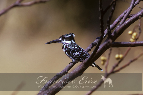 B55 Ceryle rudis - AFRICAN PIED KINGFISHER