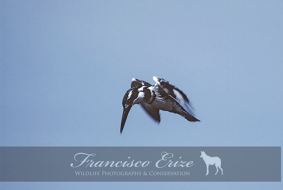 B55 Ceryle rudis – AFRICAN PIED KINGFISHER