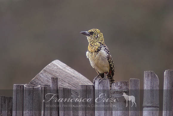 B58 Trachyphonus darnaudii - D'ARNAUD'S BARBET