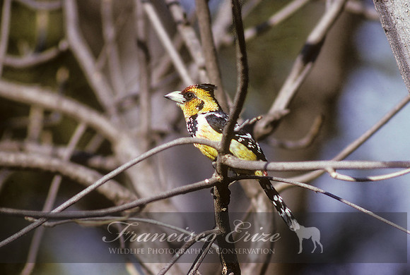B58 Trachyphonus vaillantii - CRESTED BARBET