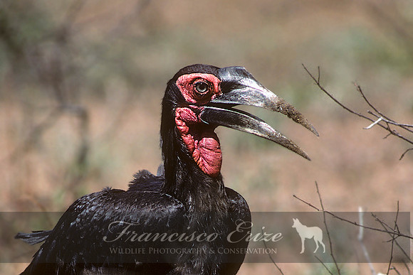 B60B Bucorvus leadbeateri – S. GROUND HORNBILL