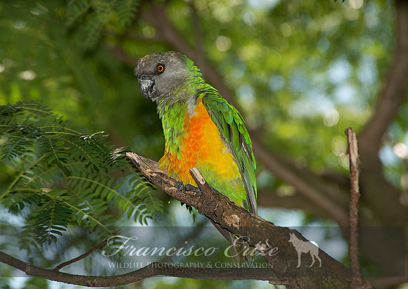 B44 Poicephalus senegalus - SENEGAL PARROT
