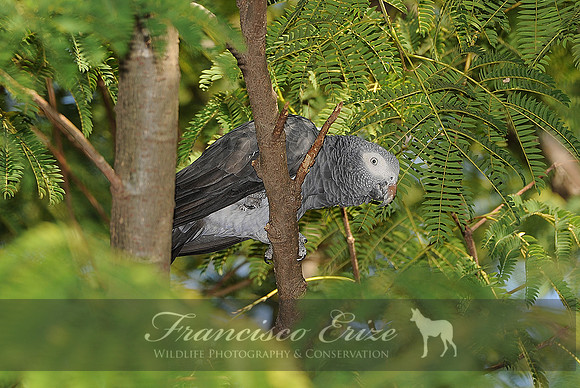 B44 Psittacus erIthacus - GREY PARROT