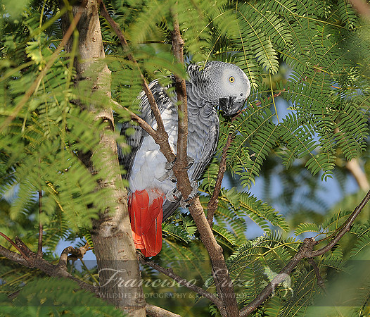 B44 Psittacus erithacus - GREY PARROT