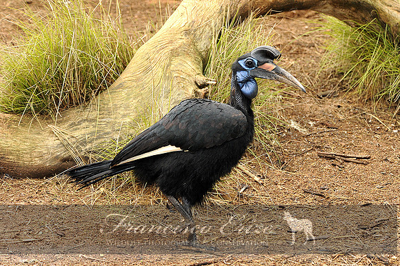 B60B Bucorvus abyssinicus - ABYSSINIAN GROUND HORNBILL