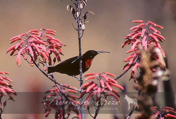 B69B Chalcomitra senegalensis - SCARLET-CHESTED SUNBIRD