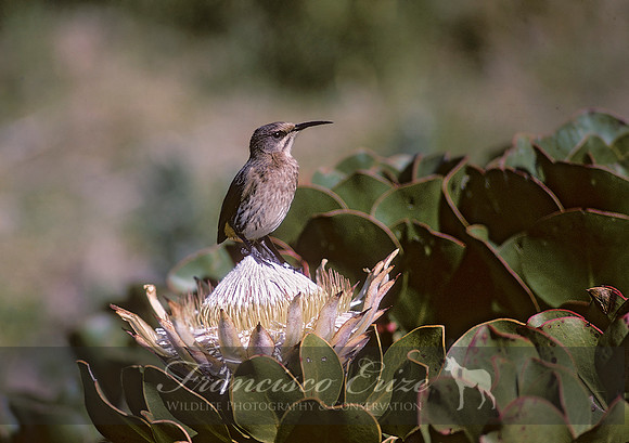 B69B Promerops caffer - CAPE SUGARBIRD