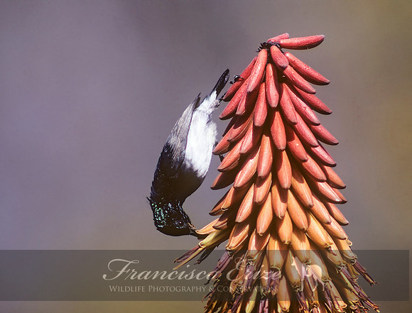 B69B Cinnyris talatala - WHITE-BELLIED SUNBIRD