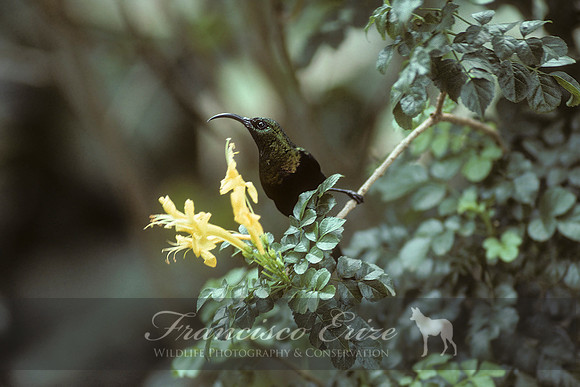 B60B Nectarinia tacazze - TACAZZE SUNBIRD