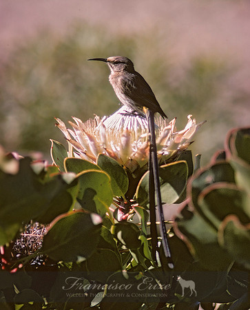 B69B Promerops caffer – CAPE SUGARBIRD