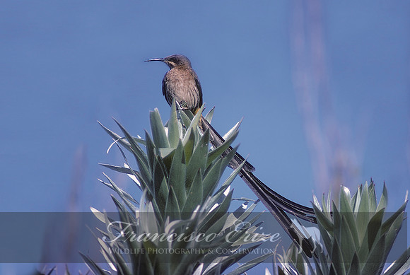 B69B Promerops caffer – CAPE SUGARBIRD