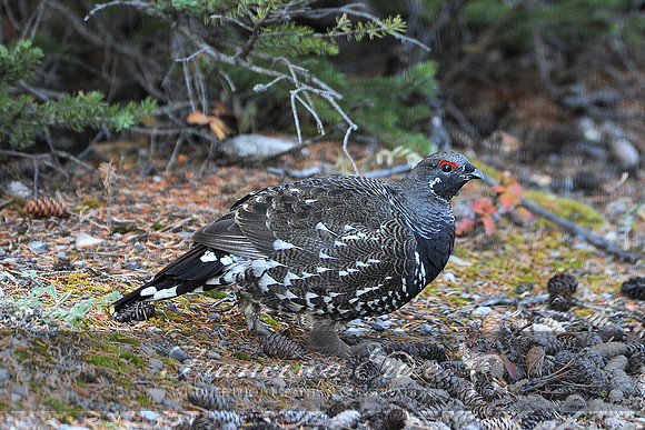 B22B Falcipennis canadensis – SPRUCE GROUSE 1