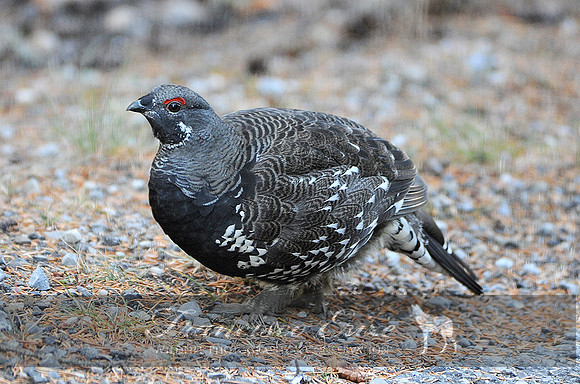 B22B Falcipennis canadensis – SPRUCE GROUSE 2