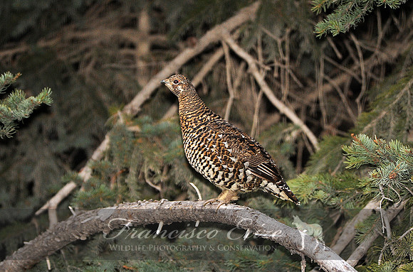 B22B Falcipennis canadensis – SPRUCE GROUSE 3