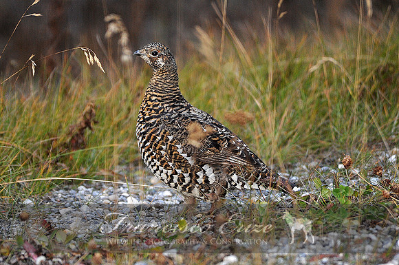B22B Falcipennis canadensis – SPRUCE GROUSE 1
