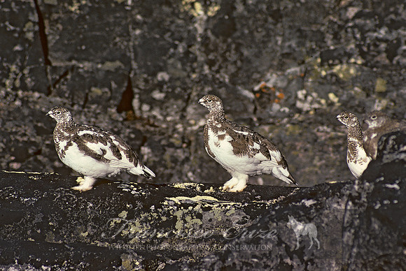 B22b Lagopus mutus – ROCK PTARMIGAN 1