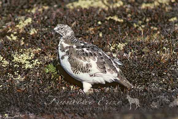 B22b Lagopus mutus – ROCK PTARMIGAN 2
