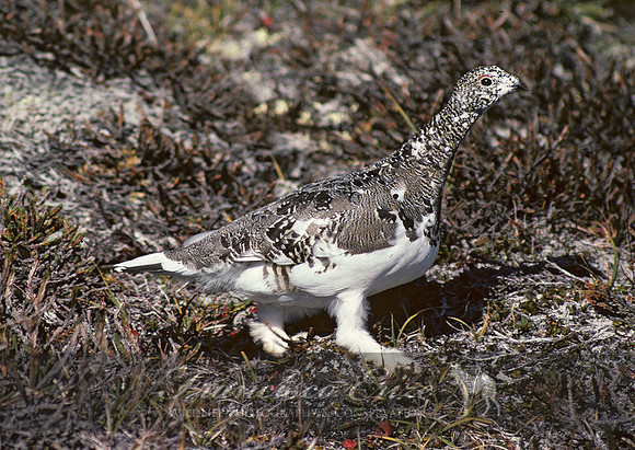 B22b Lagopus mutus – ROCK PTARMIGAN 1