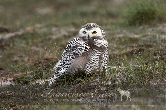 B48 Nyctea scandica - SNOWY OWL