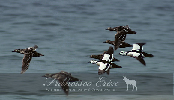 B18 Polysticta stelleri - STELLER'S EIDER 2