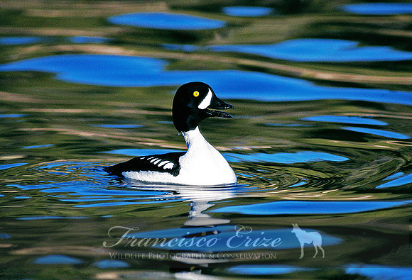 B18 Bucephala islandica - BARROW´S GOLDENEYE