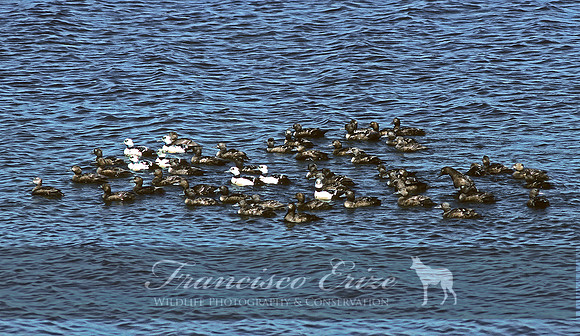 B18  Polysticta stelleri - STELLER'S EIDER 1