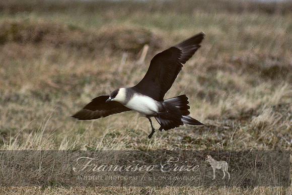 Stercorarius parasiticus - PARASITIC JAEGER 1