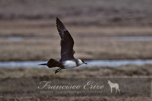 B39 Stercorarius parasiticus - PARASITIC JAEGER 2