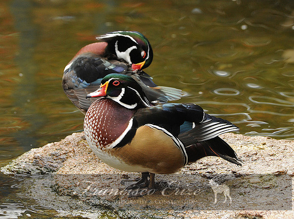 B18 Aix sponsa - WOOD DUCK