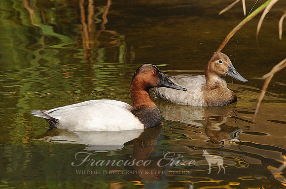 B18 AythYa valisinerIa - CANVASBACK