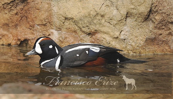 B18 Histrionicus histrionicus - HARLEQUIN DUCK
