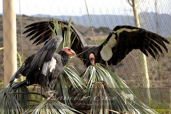 B19 Gymnogyps californianus - CALIFORNIA CONDOR 1