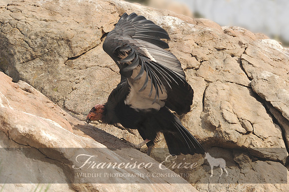 B19 Gymnogyps californianus - CALIFORNIA CONDOR 22