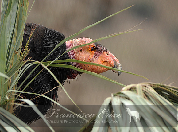 B19 Gymnogyps cslifornianus - CALIFORNIA CONDOR