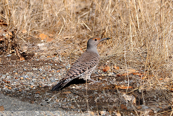 B61 Colaptes auratus - NORTHERN FLICKER 1