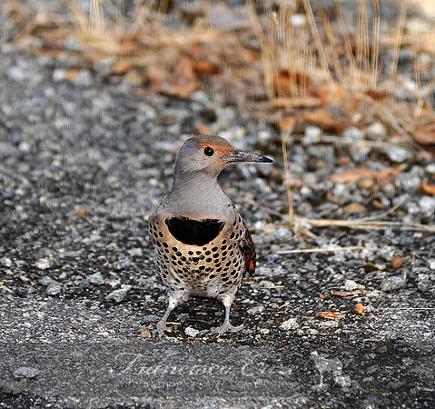 B61 Colaptes auratus - ÑORTHERN FLICKER 2