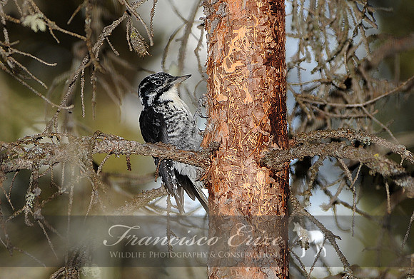 61 Picoides tridactylus - THREE-TOED WOODPECKER