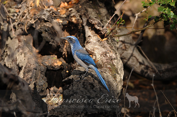 B72 Aphelocoma californica - WESTERN SCRUB-JAY