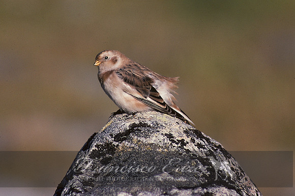 B82 Plectrophenax nivalis - SNOW BUNTING