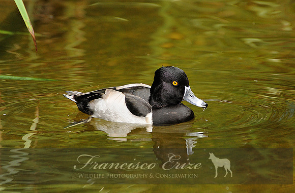 B18 Aythya collaris - RING-NECKED DUCK
